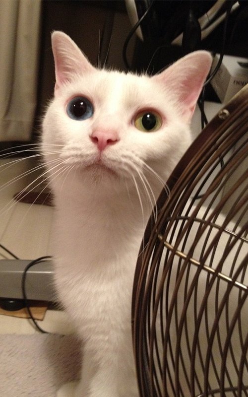 占い師雪風カノンのお気に入り写真1